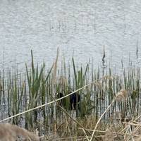 Eurasian coots are one of the many birds found across the reserve - often hiding in the reedbeds.