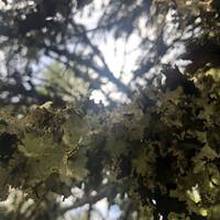 Cute moss 💚