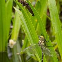 Water plants are brilliant for attracting wildlife. Dragonflies and damselflies rest on the leaves and lay their eggs in the water.