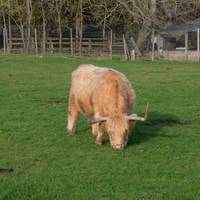 Inside you can say hi to the adorable highland cattle.