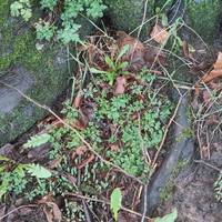 Dandelions and Herb Robert are holding on through the winter. Tiny daffodil shoots are already pushing through.