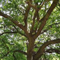 This walks starts on the path by the river at the Meadway entrance and explores some of the 500 trees in Kneller Gardens.