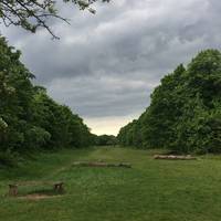 You can take this avenue directly to the bluebells if you want a shortcut