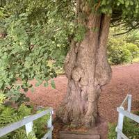 Head carefully down the steps, they’re quite steep. Take a moment to admire the beautiful tree at the bottom. Then turn left.