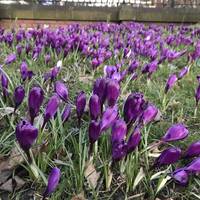 The borders & lawns are well stocked with plants with the first sign of spring crocuses popping through. 