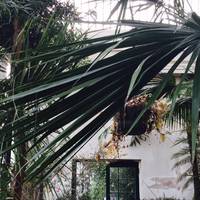 A wander through the Glass Pavillion will take you on a journey around the world, with plants from far-flung exotic places. 