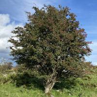 Along the route you will see Hawthorn growing. Migrating birds love to eat its antioxidant-rich fruit…