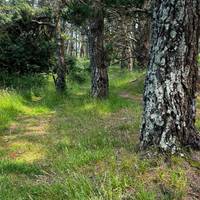 Go through the gate and go through the woods. Feel free to wander but keep the hedge to the left of you.