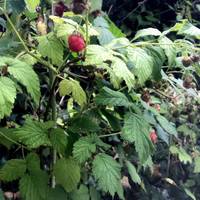 Have a look in the hedgerows as you walk up the road. Lots of blackberries coming into season on our walk & also these delicious raspberries