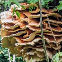 An old tree damaged by a storm has the most amazing bracken fungus. Can you spot it hidden away on your right?