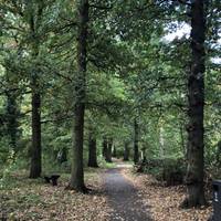 This woodland walk is a narrow strip of woodland which used to be a part of the Great North Wood. It zigzags between houses of Downham.