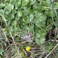 A wee lesser celandine flower needing some sunshine to coax it open
