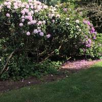 The American Garden has lovely rhododendrons in season.  Having had your fill of rhododendrons bear right onto the main path.