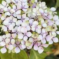 Look out for the blooming hydrangeas in the borders. The gardens have been planted to have a variety of flowers throughout the year.