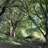 Keep going up through the woodland.