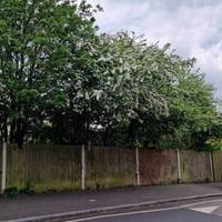 For this walk we will exit on to Langton Rise. If not open, retrace your steps and head along Wood Vale to the same spot