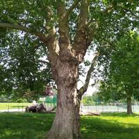 The London Plane predates the park which was set out in 1932. The bark is full of character. The seeds look like Christmas tree decorations.