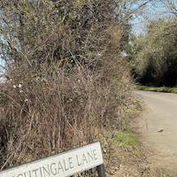 This walk starts at Nightingale Lane.  Head up Nightingale Lane towards Nightingale Woods.