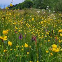 Speke Hall Meadow Walk