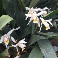 The glasshouse is teaming with orchids, both naturally planted and formally displayed 