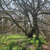 Beautiful ancient trees along the way!