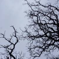 Scary, naked, trees.