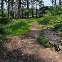 It will eventually narrow down to a path which you follow through to get to another large patch of woodland.