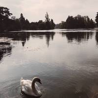 Hello there swan! 💦