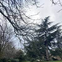 Pass behind the bandstand. Stopping to explore it if you wish. Then continue on the path passing large Cedar trees on your way.