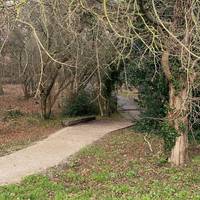 Off Hospital Ring Road is Pudding Wood. A small woodland area with a path snaking through it.