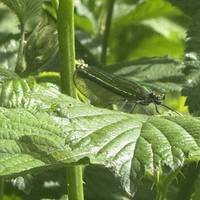 Wildlife along the river near Wimbledon Common