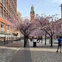 Turn right into Oozells Square where you can enjoy the beautiful cherry blossoms in early spring.