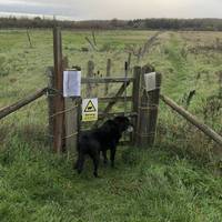 Walk through the pedestrian gate, closing it behind you. Sheep in the field! Follow the fence line, heading north.