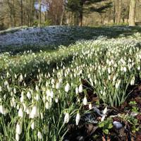 And there are Snowdrops galore!  Follow the path around, there’s golden arrows to help show the way. You can get a pram along just about. 