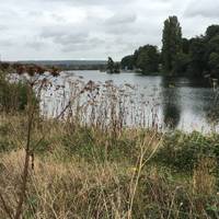 It's hard to believe but Chipstead Lake is man-made, the result of gravel extraction during the 20th century.