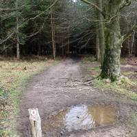 Cross over a forestry road and head back into the woods 