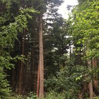 Behind the path side trees is a stunning conifer wood, we couldn’t resist a change of scene so left the main path to the right.