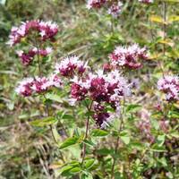In the summer months look out for an array of wildflowers including Marjoram