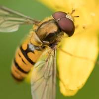 The marmalade hoverfly is Britain's most widespread hoverfly, recognisable by its wasp-like orange-and-black banding and large red eyes.