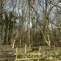 Cross the stile into the wood. The collapsed wall to the left is a great hideout for small mammals and overwintering amphibians.