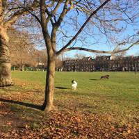Highbury Fields is both dog and BBQ friendly 🐶