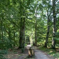 Promenaden (eller joggen) börjar i hjärtat av skogen, omgiven av träd.