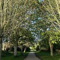 Starting off the walk, so many leaves on the trees🍃🍁