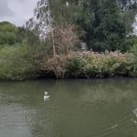 Look at the reflections in the pond made by the trees and vegetation growing on the edges.