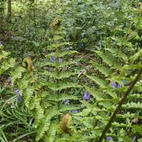Can you spot the Ferns unfurling?? 🌿