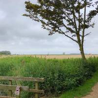 You’ll soon see a left here, take it. A path shouldered by dog roses, thorned stems that loop about blackberry briers.