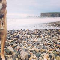 A wide part of the beach is still dog friendly during the summer months so your pooch can tag along too!
