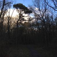 Originally, this part of the ‘Noordhollands Duinreservaat’ was part of a 1100 hectares estate - estate Bakkum. 