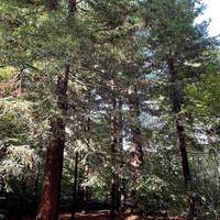 As you head into the woods, you’ll notice the towering redwood trees. These look like sequoias to me ❤️