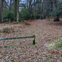 Start at the car park and, with the road behind you, take the path leading up into the woods.